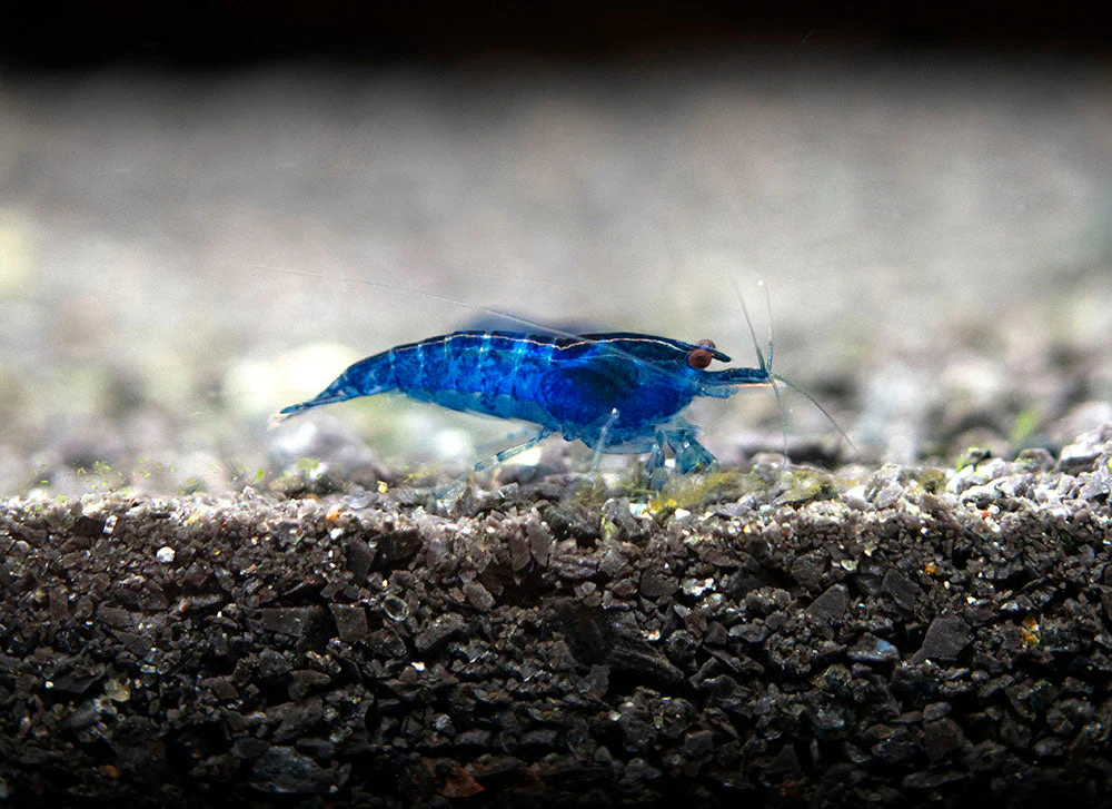 Dream Blue Velvet Shrimp Breeder Combo Box - Nestor' Aquariums & Pets