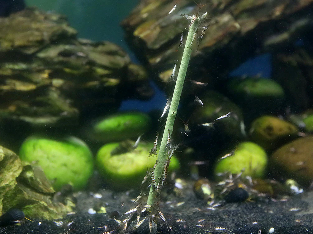 KatsAquatics Shrimpsicles – 10-Pack Variety of Calcium-Rich Shrimp Treat Sticks - Nestor' Aquariums & Pets