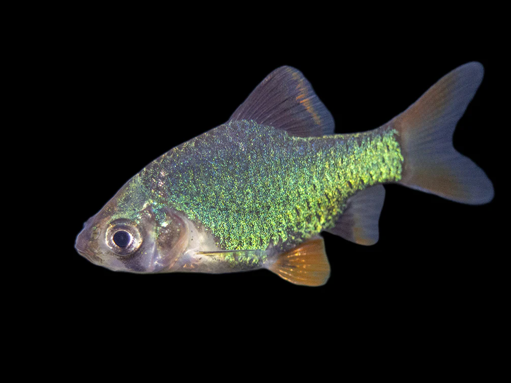Green Tiger Barb (Puntigrus tetrazona), Tank-Bred - Nestor' Aquariums & Pets