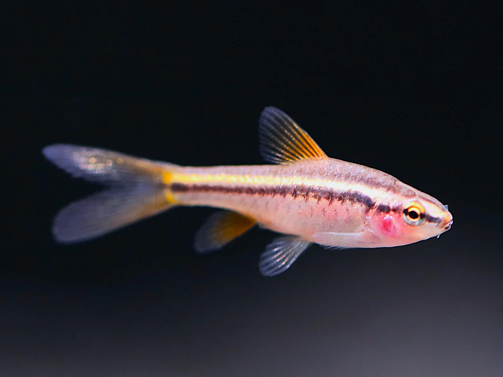 Longfin Cherry Barb (Puntius titteya) – Tank-Bred - Nestor' Aquariums & Pets