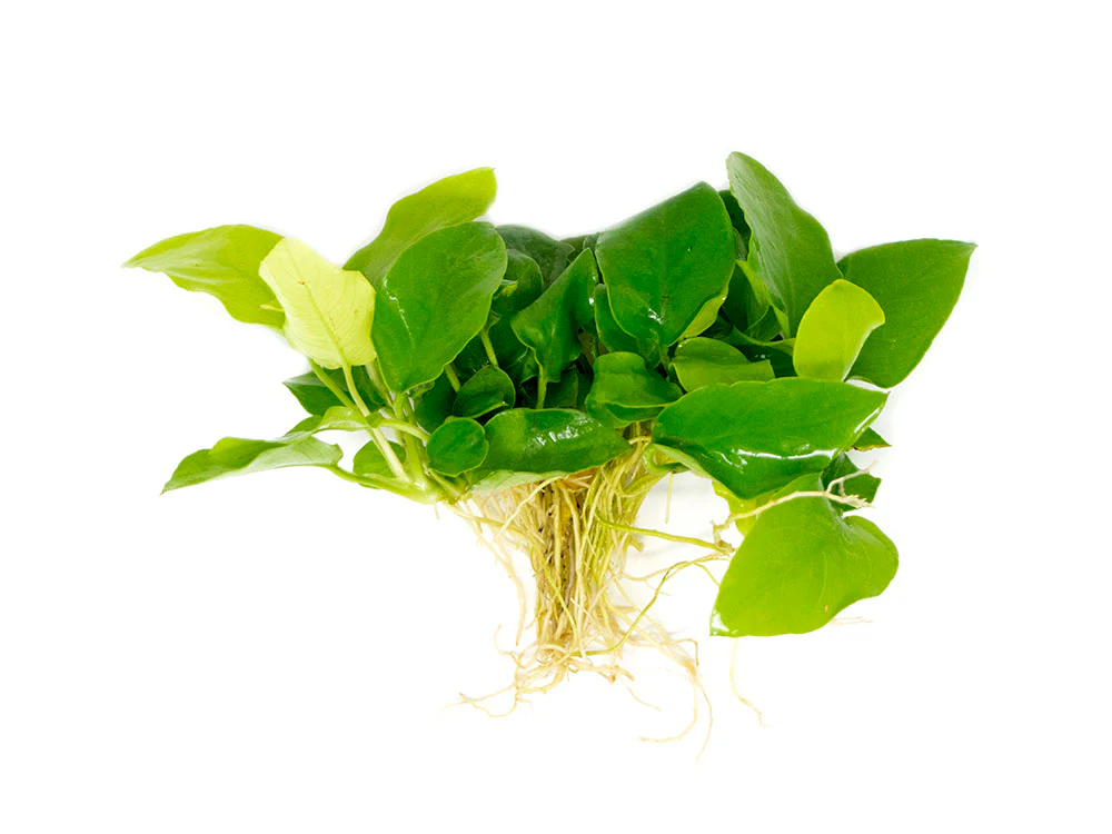 Golden Anubias Nana (Anubias barteri var. “Golden nana”), Bare Root - Nestor' Aquariums & Pets