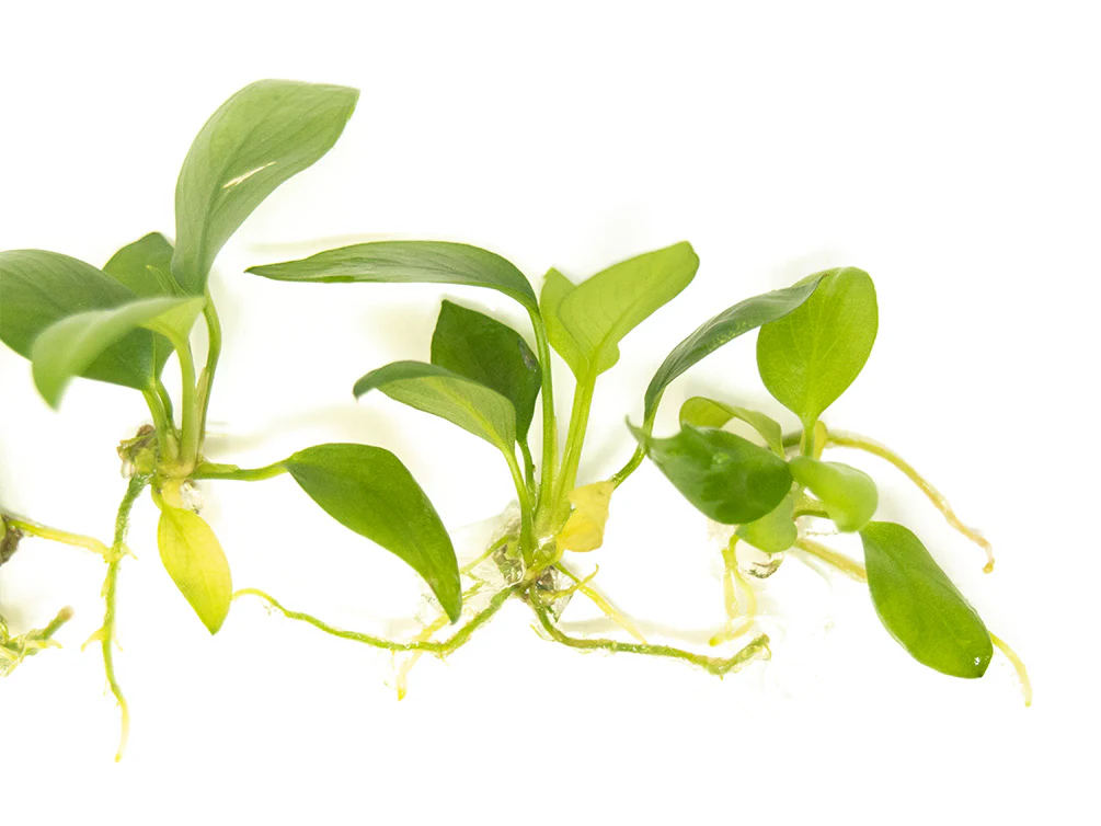Anubias hastifolia Tissue Culture - Nestor' Aquariums & Pets