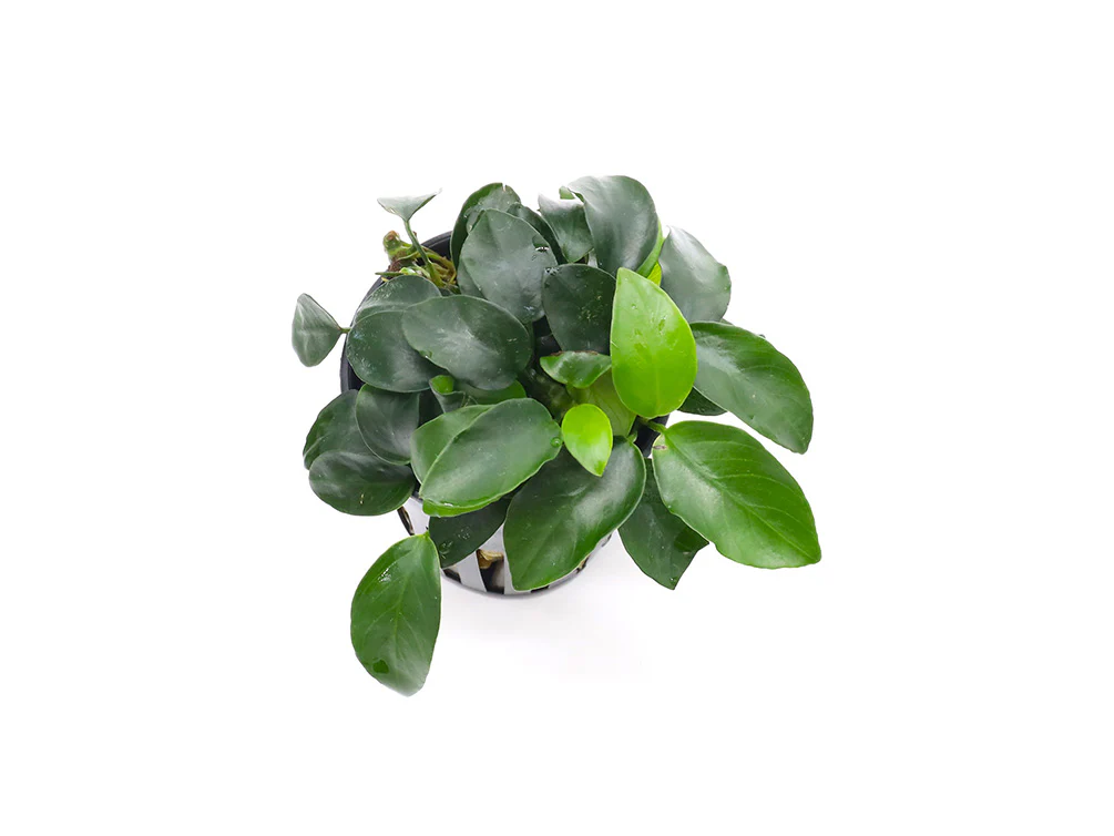 Anubias Bonsai (Anubias barteri var. nana 
