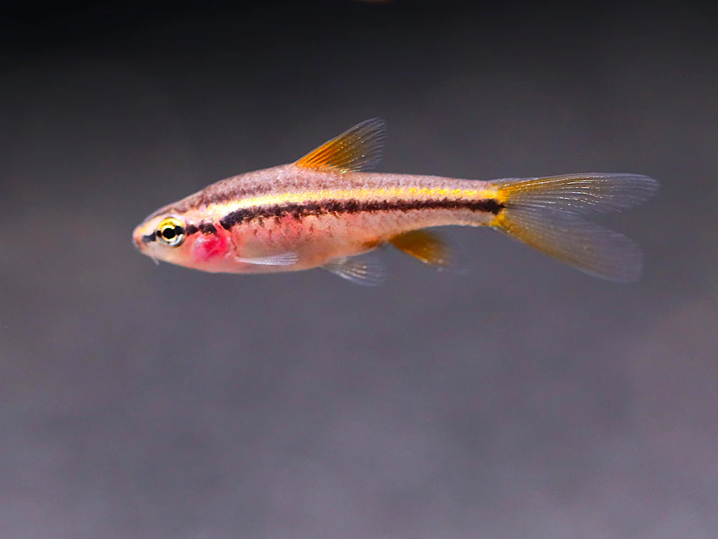 Longfin Cherry Barb (Puntius titteya) – Tank-Bred - Nestor' Aquariums & Pets