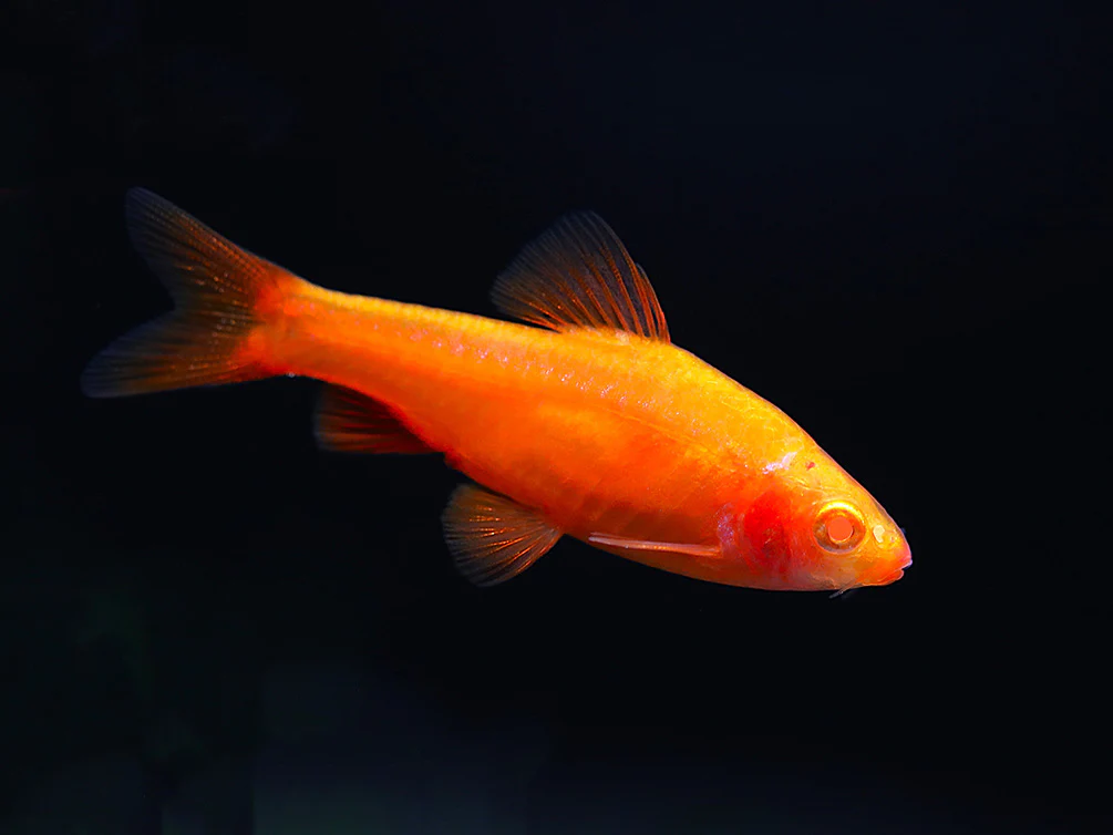 Albino Cherry Barb (Puntius titteya “Albino”) – Tank Bred - Nestor' Aquariums & Pets