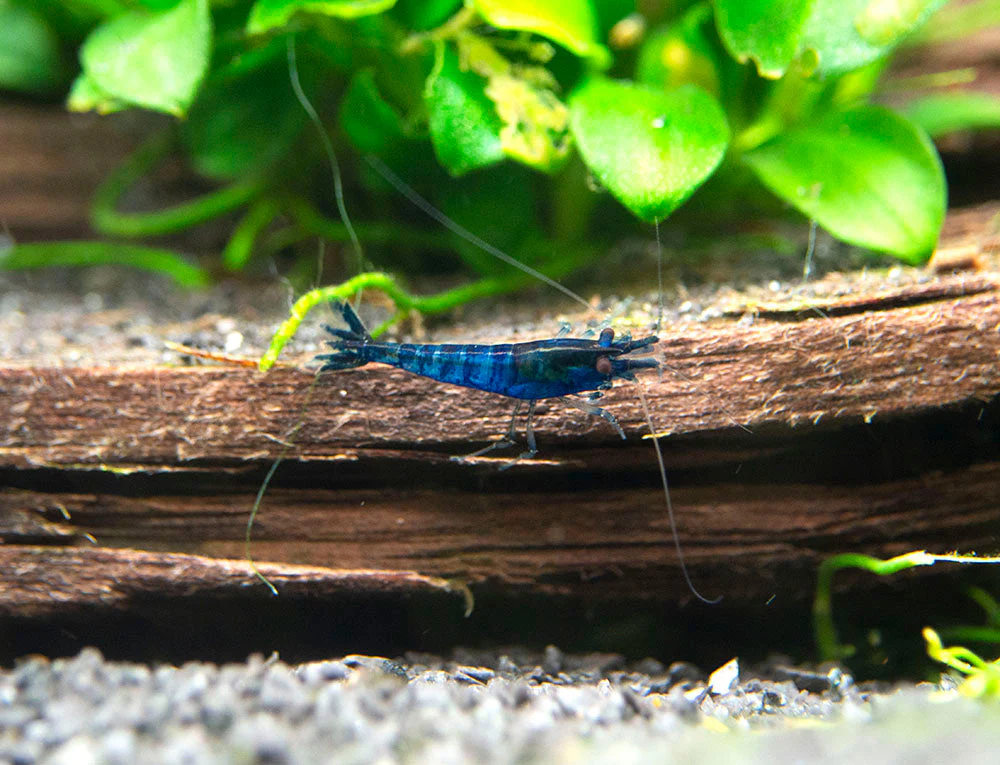 Dream Blue Velvet Shrimp Breeder Combo Box - Nestor' Aquariums & Pets