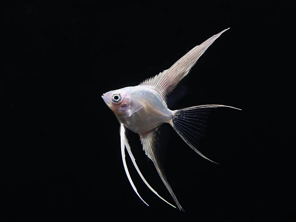 Platinum Veiltail Angelfish (Pterophyllum scalare) – Tank-Bred - Nestor' Aquariums & Pets