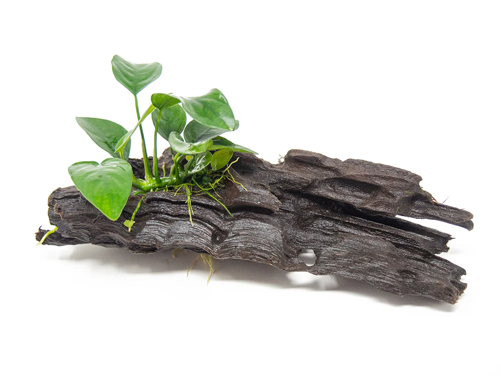 Anubias sp. on Driftwood - Nestor' Aquariums & Pets