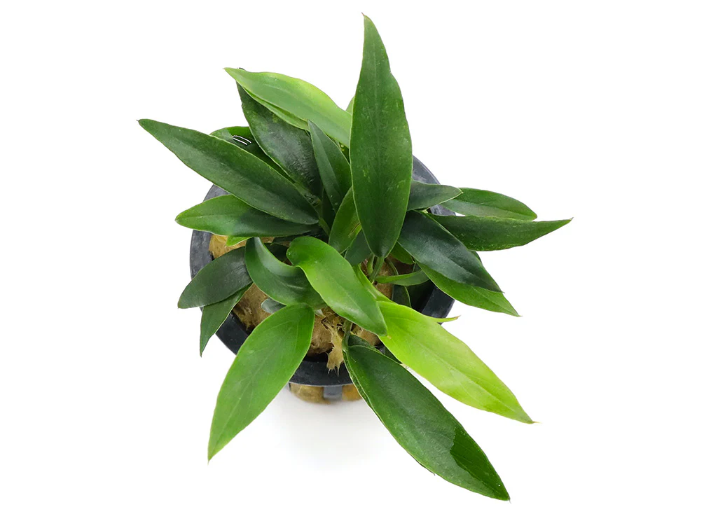Anubias Chili Jalapeño (Anubias barteri 'Chili Jalapeño') - Nestor' Aquariums & Pets