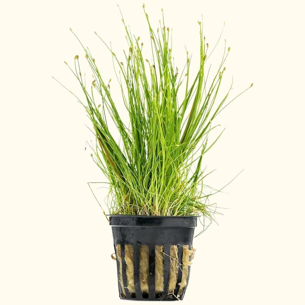 Dwarf Hairgrass - Nestor' Aquariums & Pets