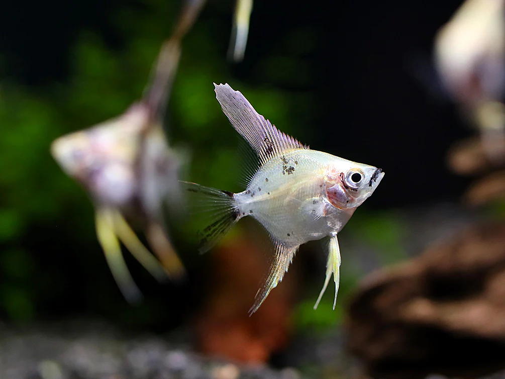 Assorted Angelfish (Pterophyllum scalare) - Bred by Aquatic Arts - Nestor' Aquariums & Pets
