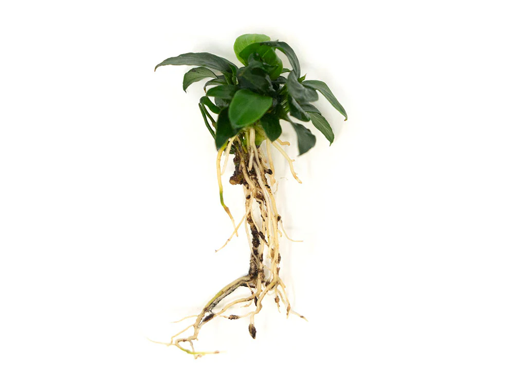 Petite Anubias Nana (Anubias barteri var. “Petite Nana”), Bare Root - Nestor' Aquariums & Pets
