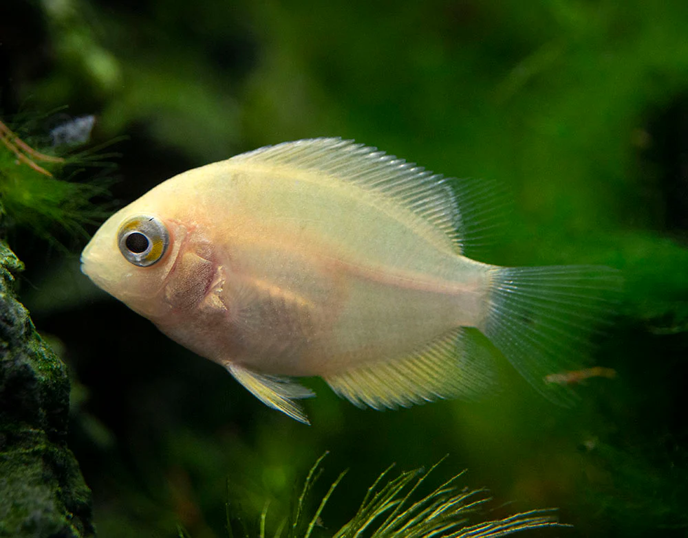 Gold Severum AKA Gold Banded Cichlid (Heros cf. efasciatus FKA H. severus), Tank-Bred - Nestor' Aquariums & Pets