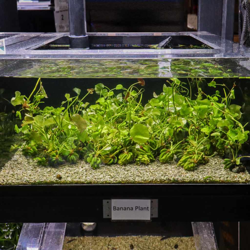 Banana Plant - Nestor' Aquariums & Pets