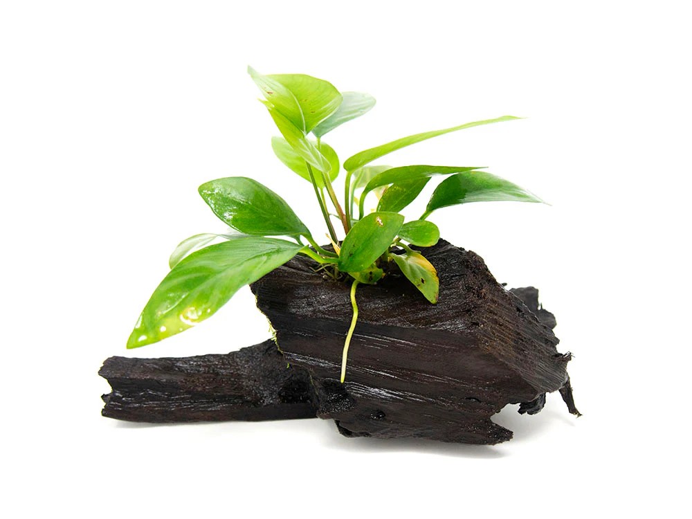 Anubias Frazeri on 6+ inch Driftwood - Nestor' Aquariums & Pets