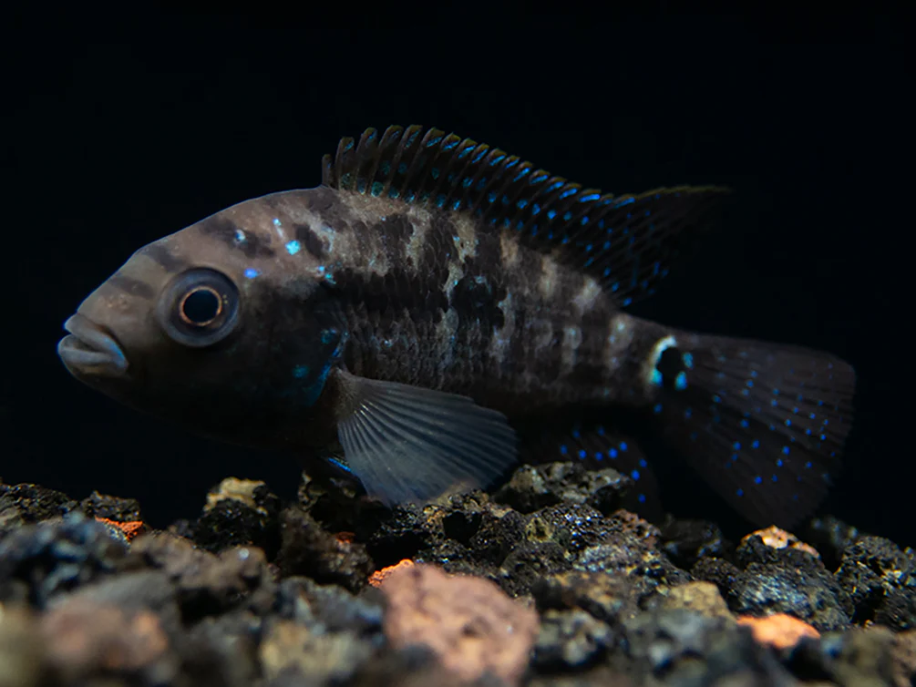 Jack Dempsey Cichlid (Rocio octofasciata), Tank-Bred - Nestor' Aquariums & Pets