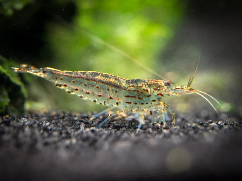 Amano AKA Yamato Shrimp (Caridina multidentata) - Nestor' Aquariums & Pets