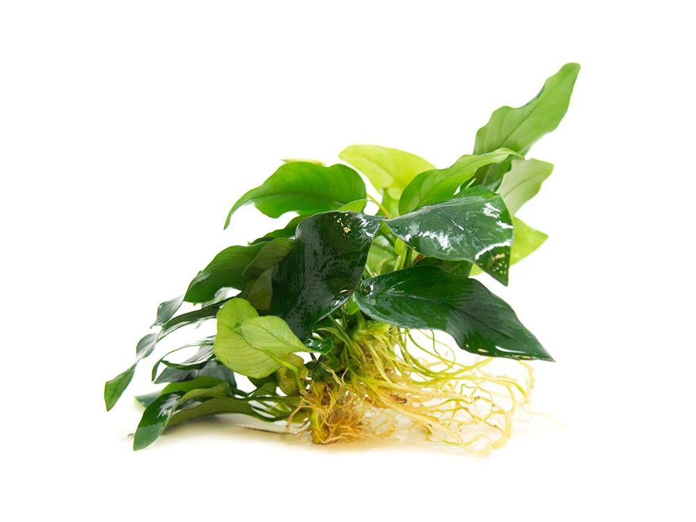 Anubias nana (Anubias barteri var. “nana”) - Bare Root, EXTRA LARGE - Nestor' Aquariums & Pets