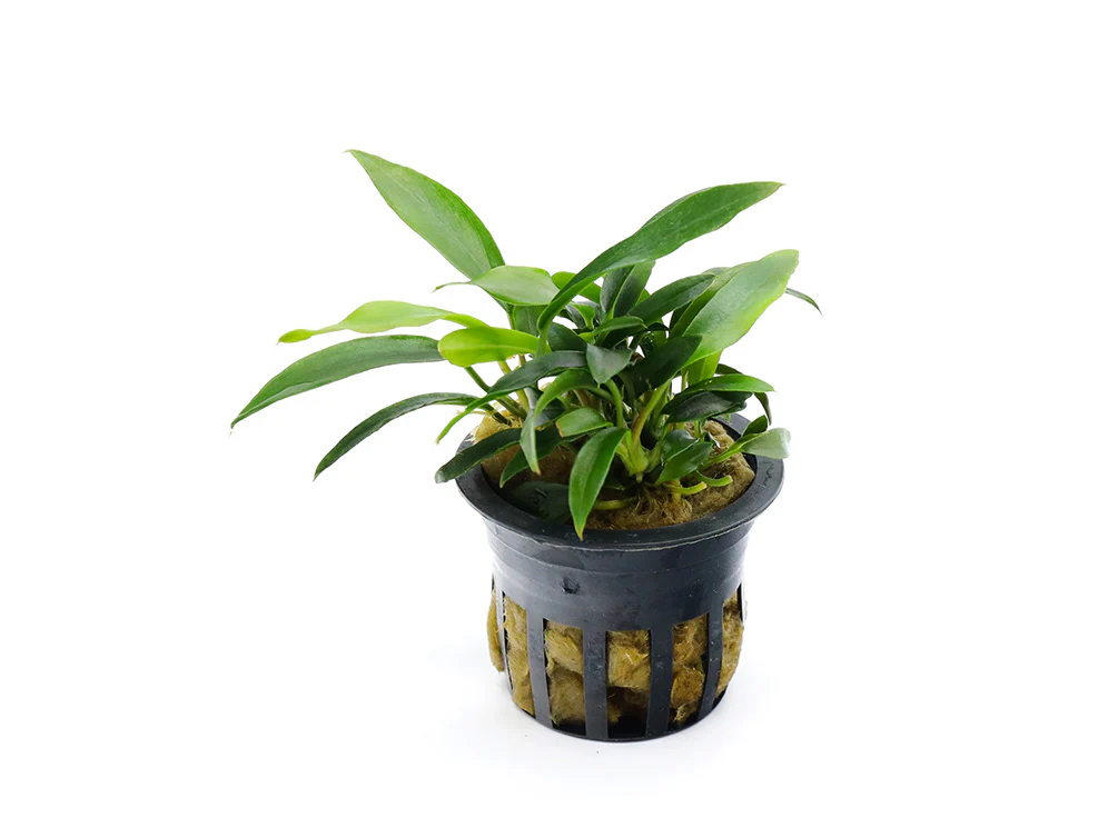 Anubias Chili Jalapeño (Anubias barteri 'Chili Jalapeño') - Nestor' Aquariums & Pets