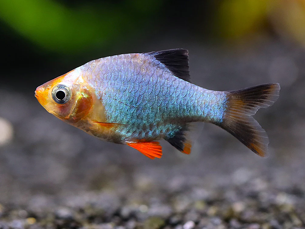 Platinum Green Tiger Barb (Puntigrus tetrazona) – Tank Bred - Nestor' Aquariums & Pets