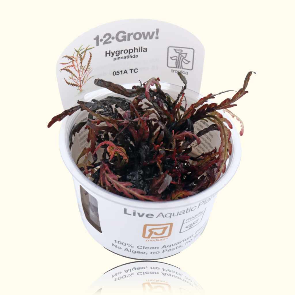 Hygrophila Pinnatifida Tissue Culture - Nestor' Aquariums & Pets