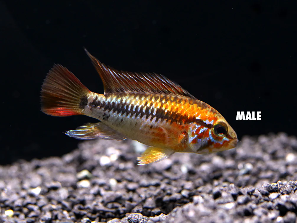 Viejita Dwarf Cichlid (Apistogramma viejita) - Tank Bred! - Nestor' Aquariums & Pets