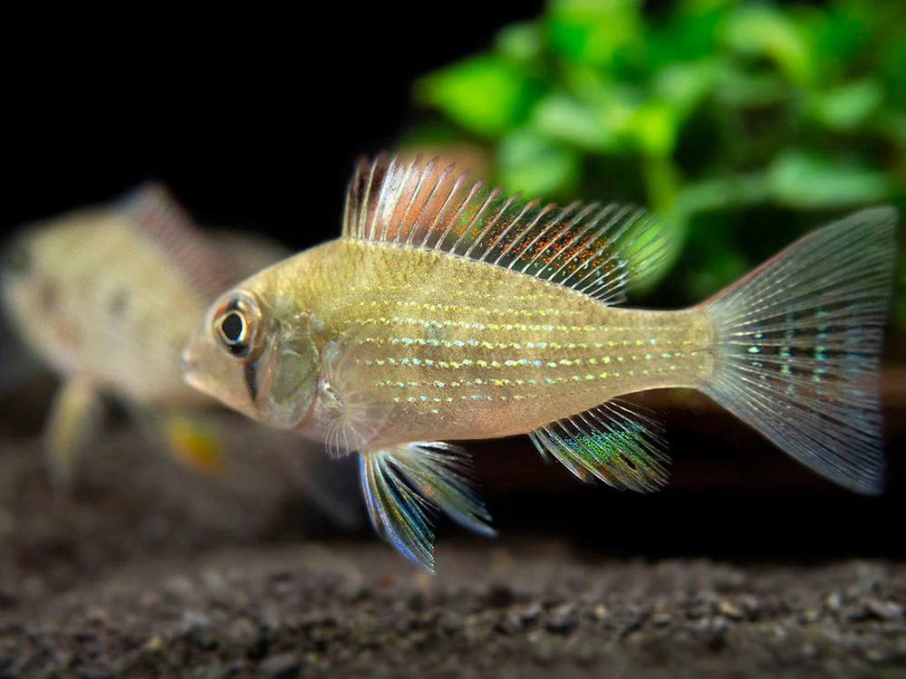 Threadfin Acara Cichlid (Acarichthys heckelii), Tank-Bred - Nestor' Aquariums & Pets
