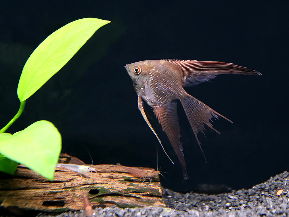 Smokey Chocolate Veil Angelfish (Pterophyllum scalare) – Tank Bred - Nestor' Aquariums & Pets