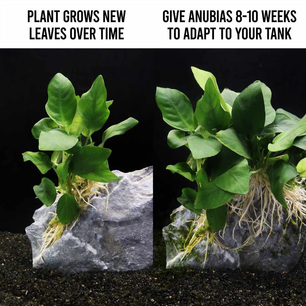 Anubias Nana - Nestor' Aquariums & Pets