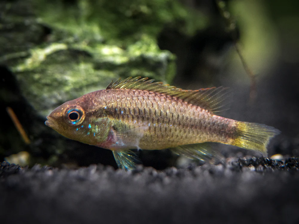 Alenquer Agassizi's Dwarf Cichlid (Apistogramma cf. agassizii) - Tank-Bred! - Nestor' Aquariums & Pets