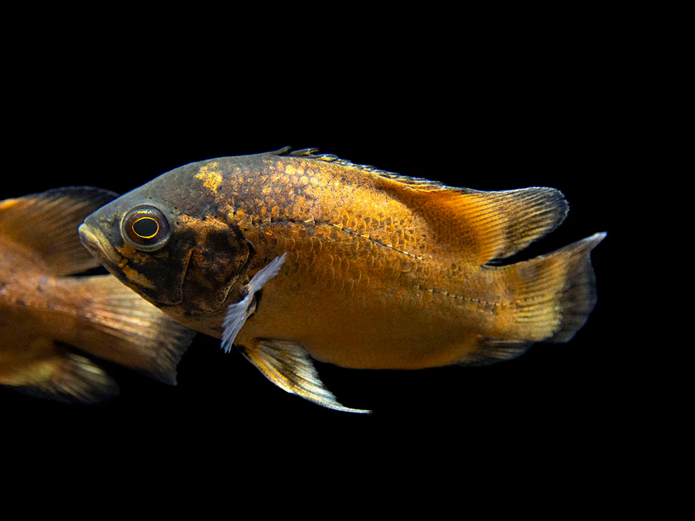Red Oscar (Astronotus ocellatus), Tank-Bred - Nestor' Aquariums & Pets