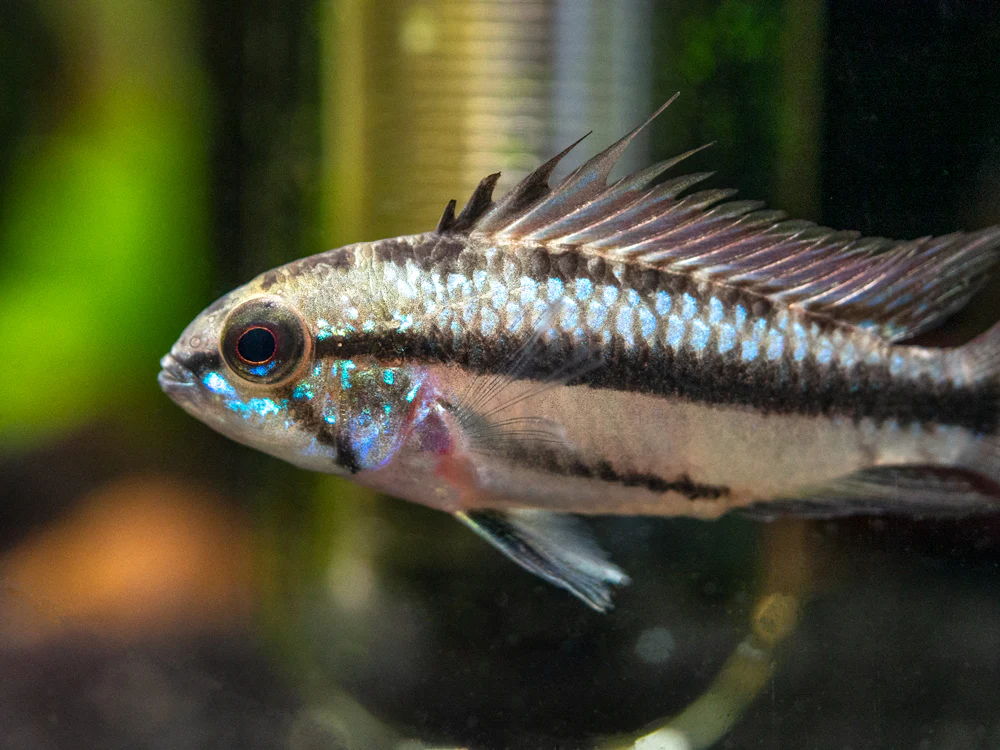 Redfin Three-Striped Dwarf Cichlid (Apistogramma trifasciata) - TANK-BRED!!! - Nestor' Aquariums & Pets