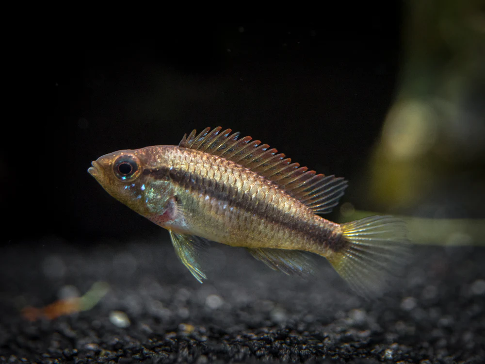 Alenquer Agassizi's Dwarf Cichlid (Apistogramma cf. agassizii) - Tank-Bred! - Nestor' Aquariums & Pets