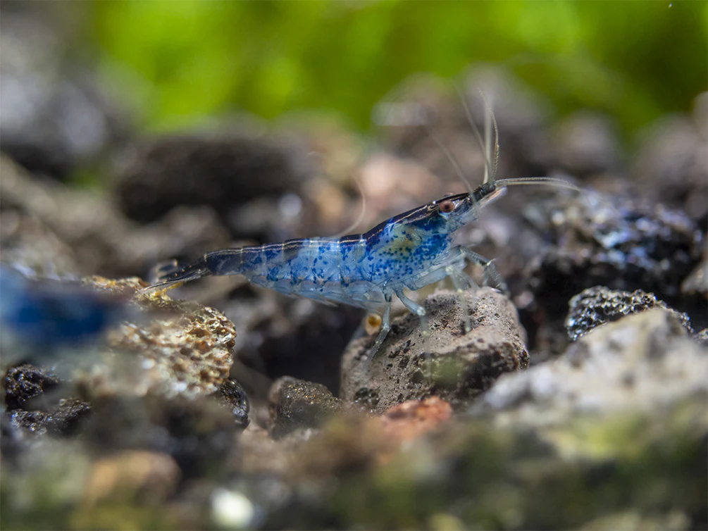 Blue Rili Shrimp (Neocaridina davidi), Tank-Bred - Nestor' Aquariums & Pets