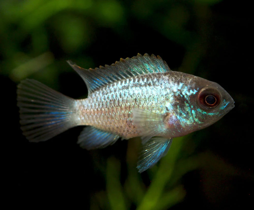 Electric Blue Acara Cichlid (Andinoacara pulcher hybrid), Tank-Bred! - Nestor' Aquariums & Pets