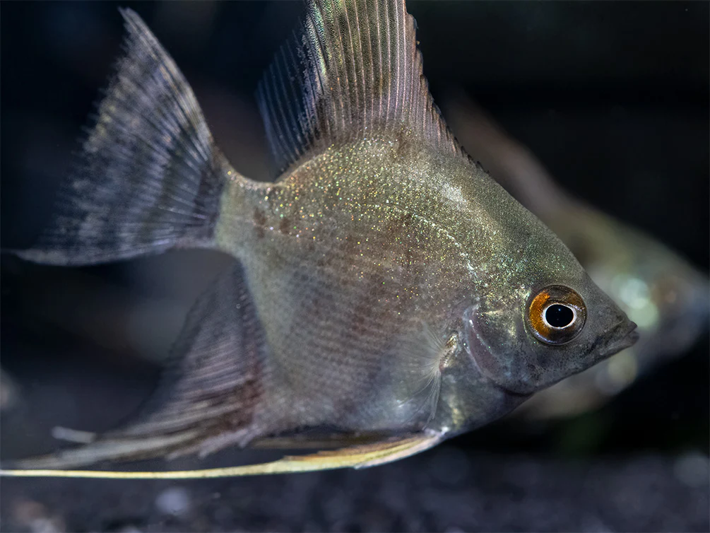 Leopard Angelfish (Pterophyllum scalare), TANK-BRED! - Nestor' Aquariums & Pets