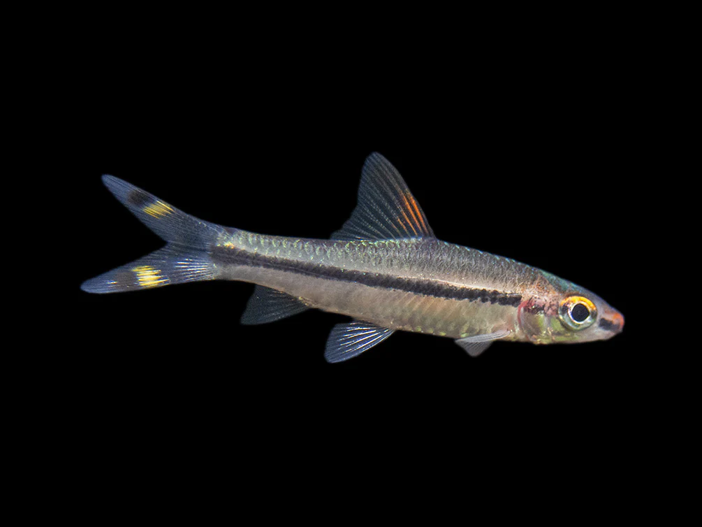 Denison’s Barb (Sahyadria denisonii), Tank-Bred - Nestor' Aquariums & Pets