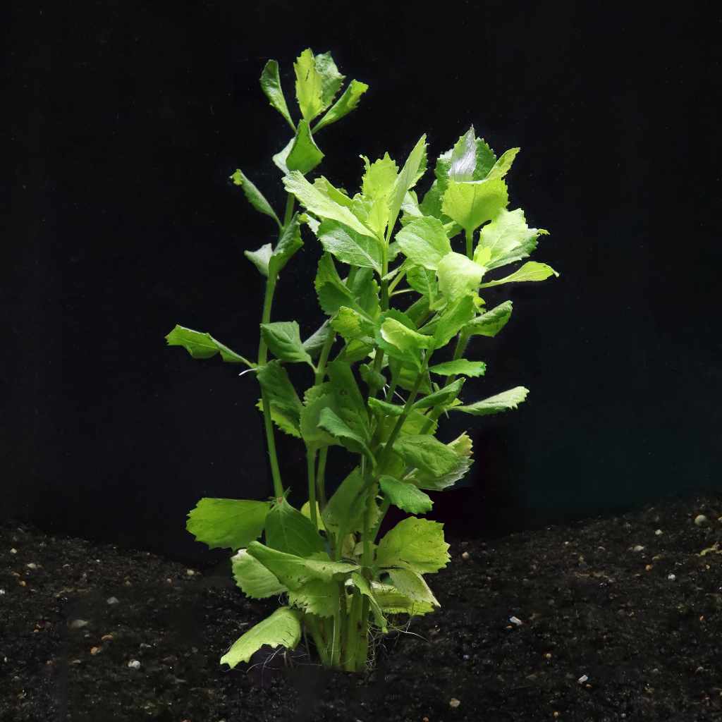Water Wisteria - Nestor' Aquariums & Pets