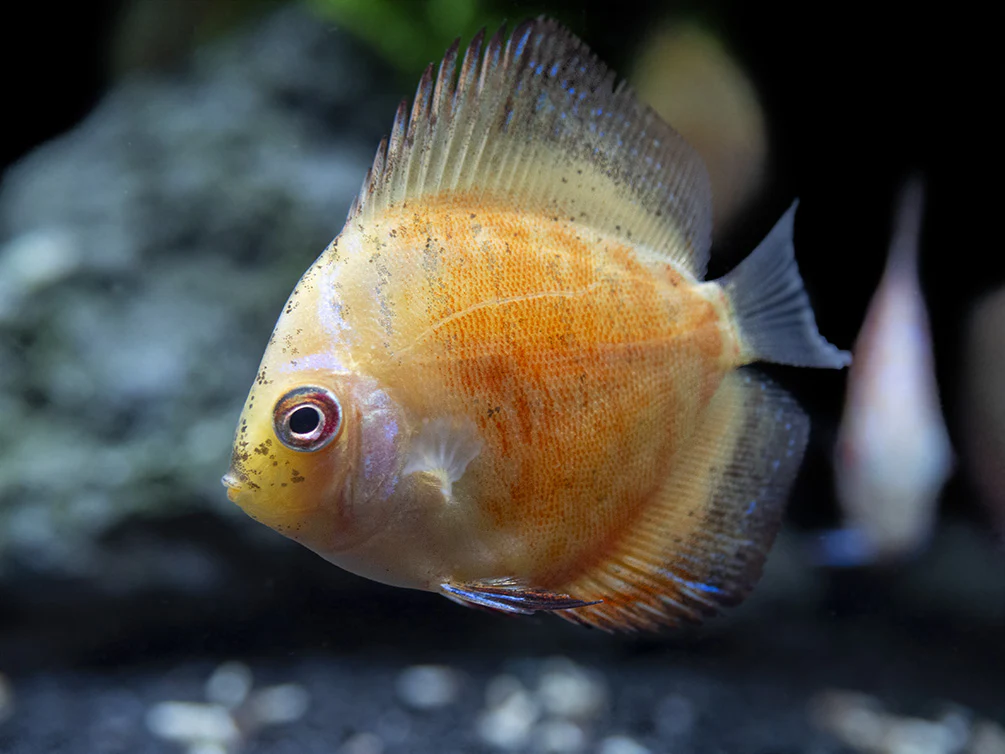 Dealer's Choice Discus (Symphysodon aequifasciatus), Tank-Bred - Nestor' Aquariums & Pets