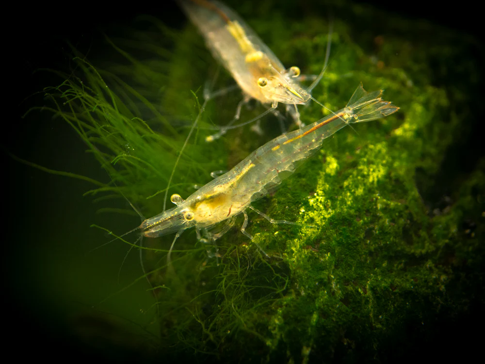 Short Nose Algae Shrimp (Caridina longirostris) - Nestor' Aquariums & Pets