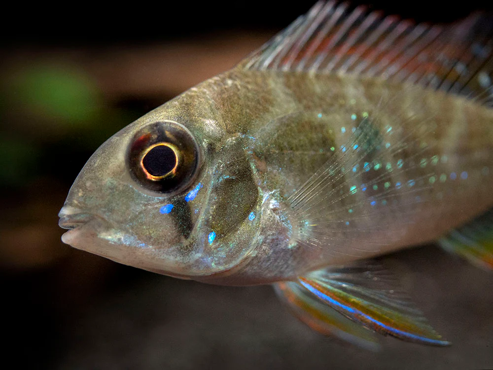 Threadfin Acara Cichlid (Acarichthys heckelii), Tank-Bred - Nestor' Aquariums & Pets
