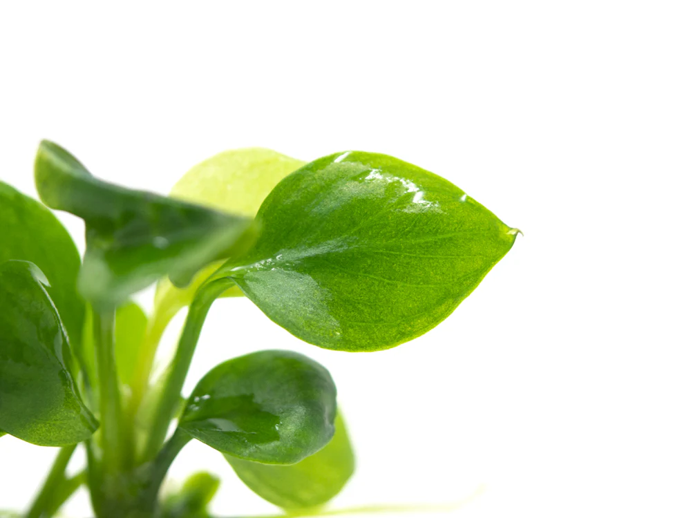 Gold Coin Anubias (Anubias barteri “Round Leaf”) Tissue Culture - Nestor' Aquariums & Pets