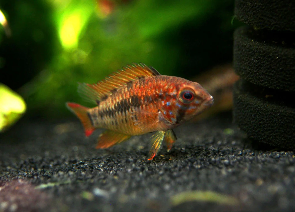 Red Shoulder Dwarf Cichlid (Apistogramma macmasteri), Tank-Bred - Nestor' Aquariums & Pets