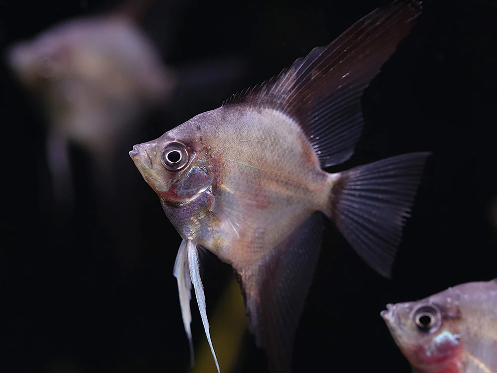 Legend Paraiba Angelfish (Pterophyllum scalare “Legend Paraiba”) – Tank Bred - Nestor' Aquariums & Pets