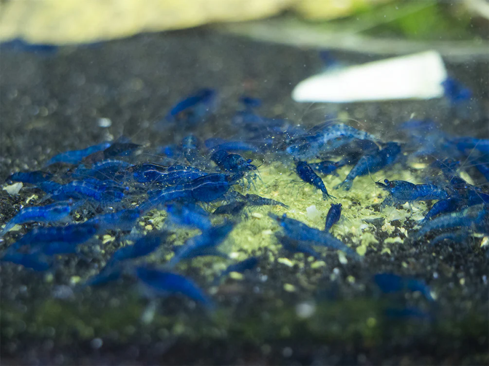 Shrimp Envy - Food Fight Shrimp Food - Nestor' Aquariums & Pets