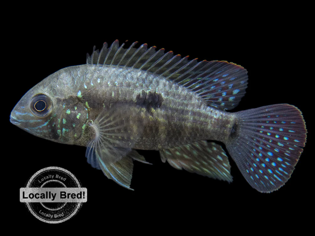 Green Terror Cichlid (Andinoacara stalsbergi), Locally Bred! - Nestor' Aquariums & Pets
