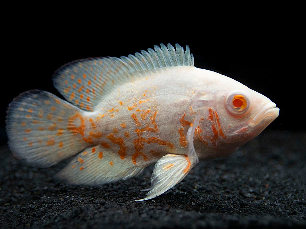 Albino Tiger Oscar (Astronotus ocellatus), Tank-Bred - Nestor' Aquariums & Pets