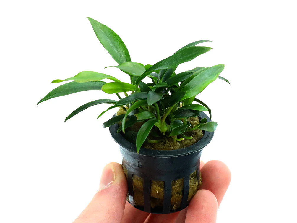 Anubias Chili Jalapeño (Anubias barteri 'Chili Jalapeño') - Nestor' Aquariums & Pets