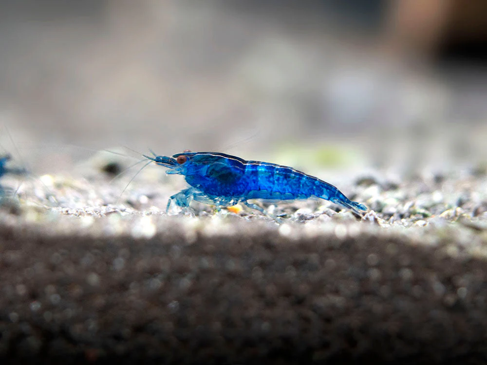 Dream Blue Velvet Shrimp Breeder Combo Box - Nestor' Aquariums & Pets