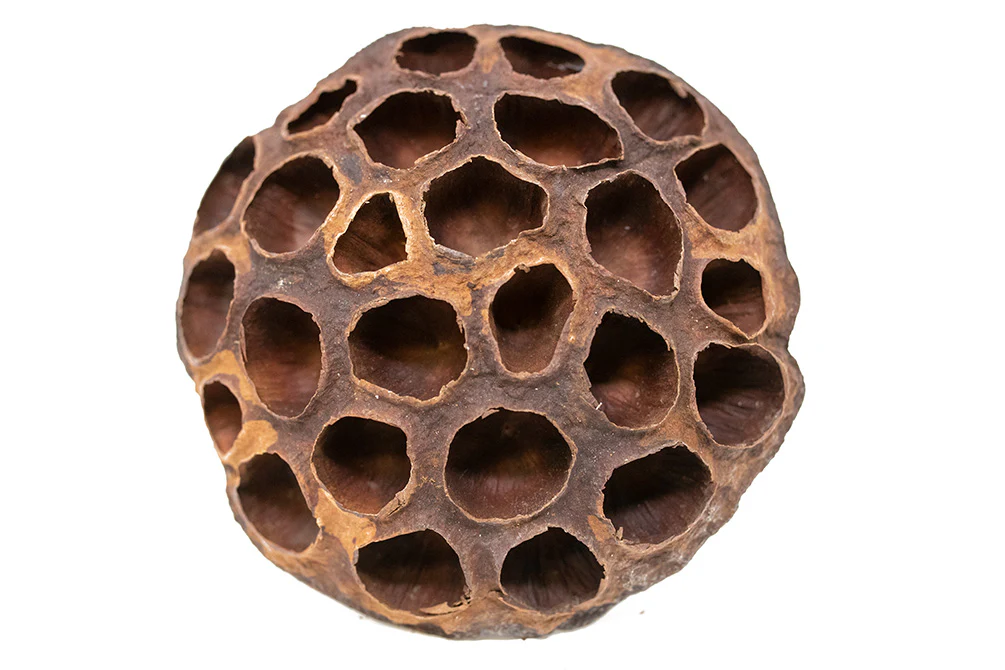 Aquatic Arts Lotus Pods - Nestor' Aquariums & Pets
